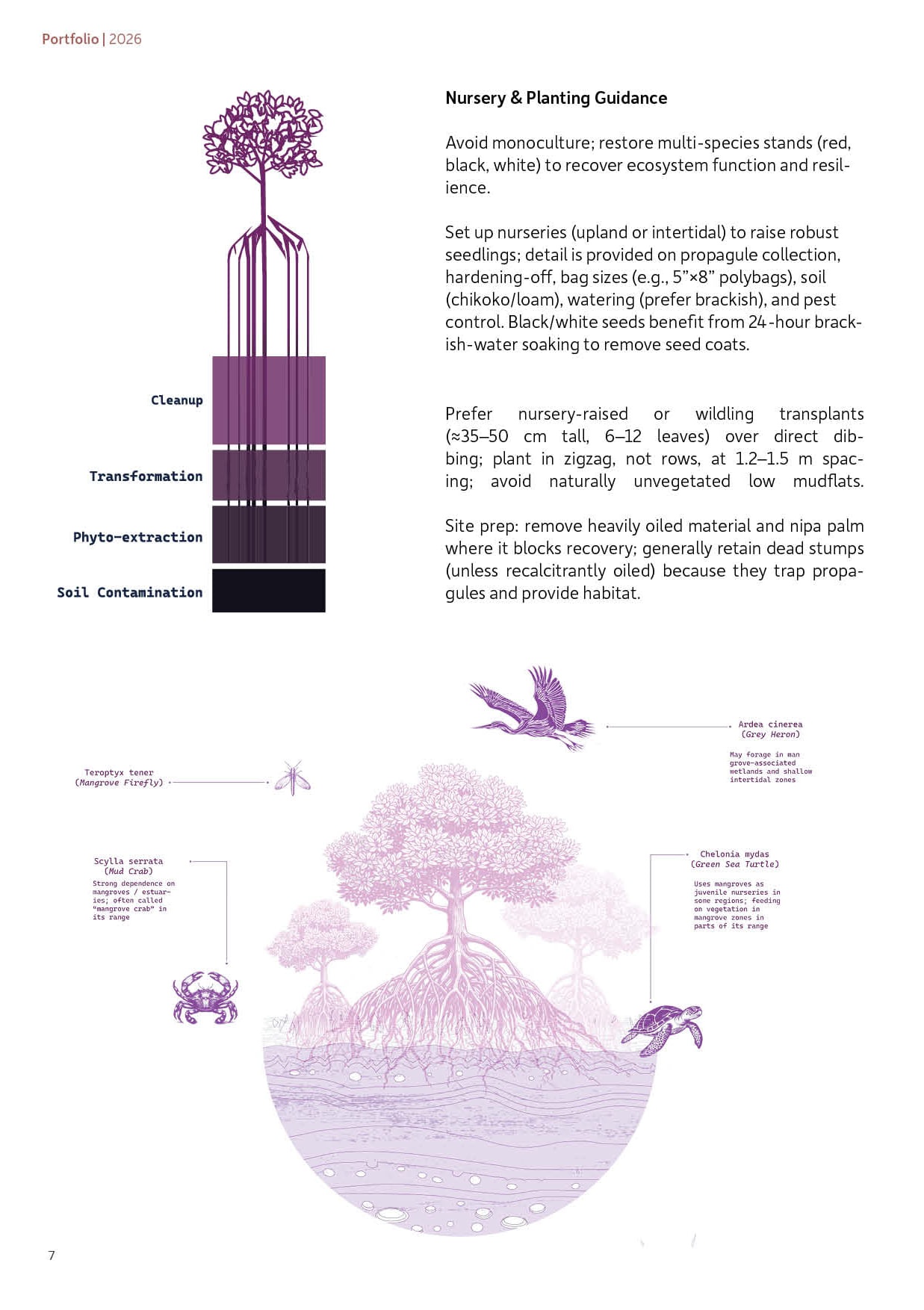 Purple mangrove diagram layered from soil contamination through phyto-extraction to cleanup, above a circular section of mangrove roots underwater labelled with a grey heron, mangrove firefly, mud crab and green sea turtle.