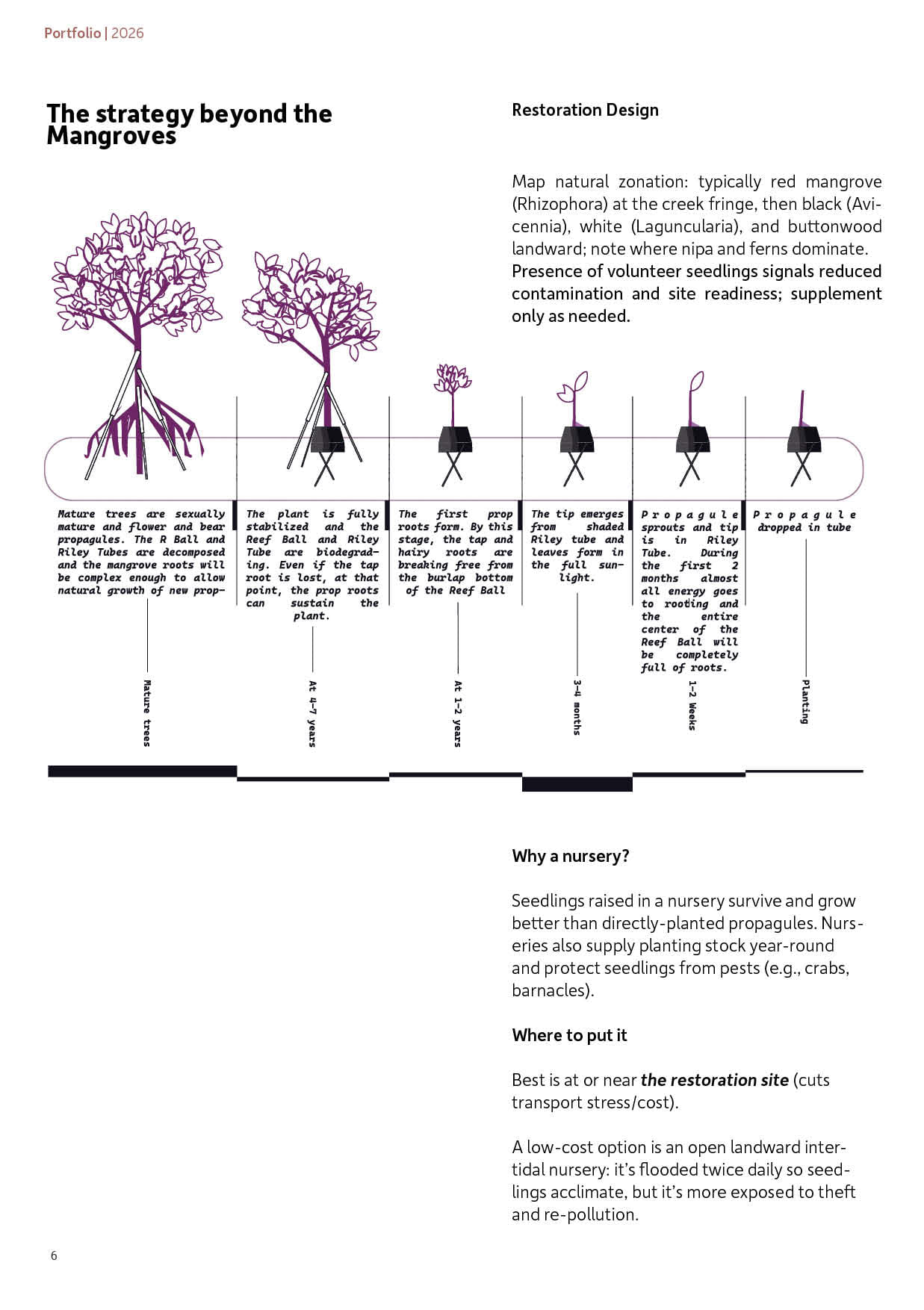 Magenta line diagrams of a mangrove propagule in a Reef Ball and Riley Tube, read backwards along a timeline from mature tree to the day it was planted.